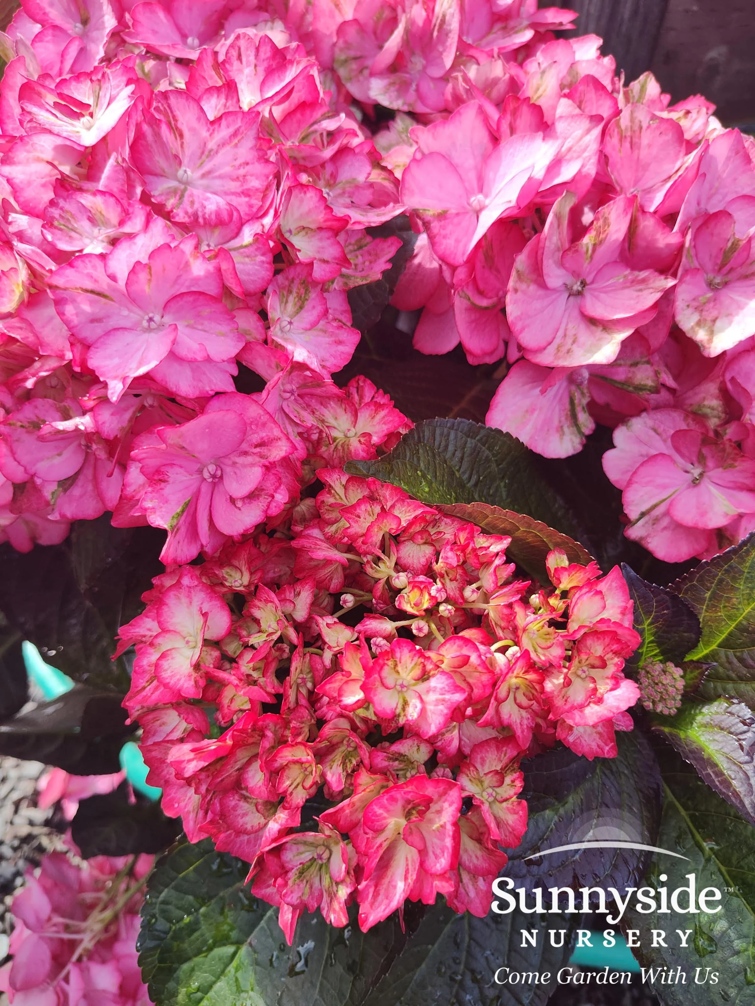Inspiring Big-Leaved Hydrangeas — Sunnyside Nursery